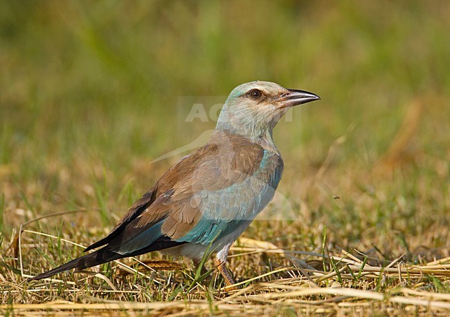 European Roller adult perched; Scharrelaar volwassen zittend stock-image by Agami/Markus Varesvuo,