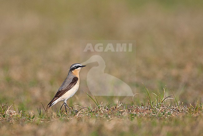 Northern Wheatear (Oenanthe oenanthe) in dunes of Katwijk in the Netherlands. Adult male standing alert on the ground, seen from the side. stock-image by Agami/Marc Guyt,