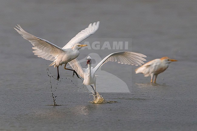  stock-image by Agami/Daniele Occhiato,