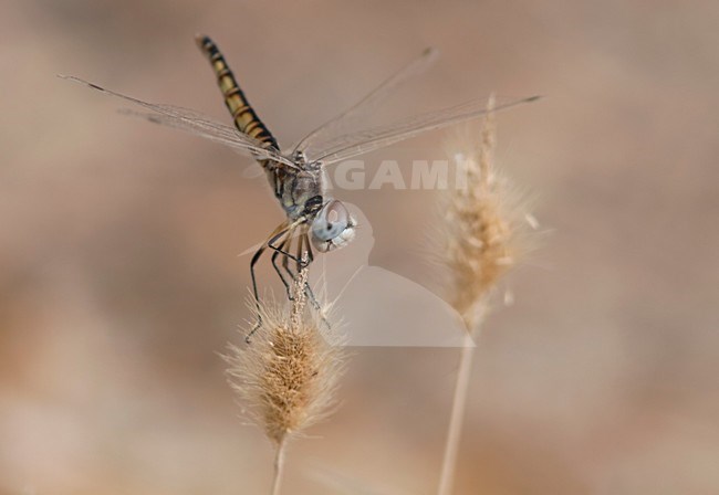 Imago Windvaantje; Adult Black Pennant; stock-image by Agami/Fazal Sardar,