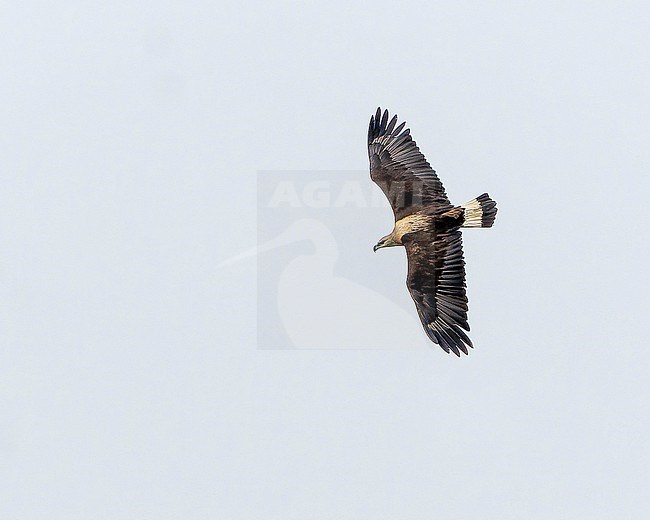 Adult Pallas's fish eagle (Haliaeetus leucoryphus) in Northeast India. stock-image by Agami/Dani Lopez-Velasco,