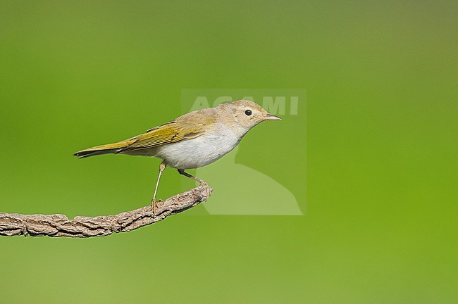 Western Bonelli's Warbler (Phylloscopus bonelli) perched on a branch. stock-image by Agami/Alain Ghignone,