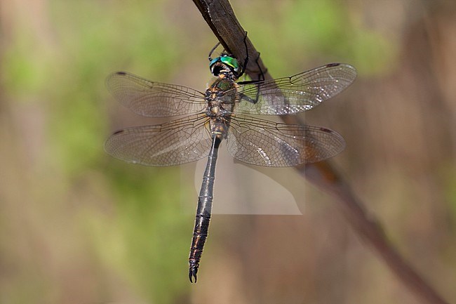 Imago Hoogveenglanslibel; Adult Northern Emerald; stock-image by Agami/Fazal Sardar,