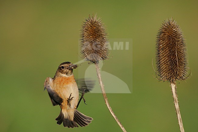 Vrouwtje Roodborsttapuit in de vlucht; Femlae European Stonechat in flight stock-image by Agami/Menno van Duijn,