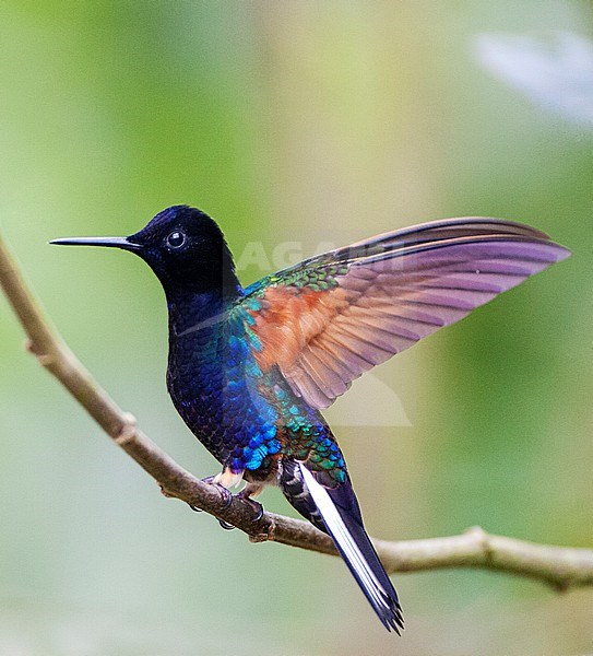 Velvet-purple Coronet, Boissonneaua jardini, in subtropical upper mountani rain forest in Ecuador. stock-image by Agami/Marc Guyt,