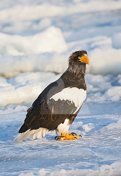 Steller-zeearend, Stellers Sea-eagle, Haliaeetus pelagicus stock-image by Agami/Marc Guyt,