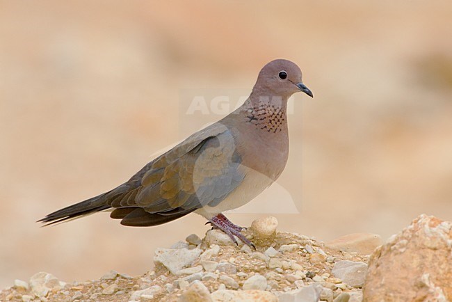 Palmtortel zittend op rots, Laughing Dove perched on rock stock-image by Agami/Daniele Occhiato,