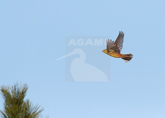 Yellowhammer (Emberiza citrinella) wintering on Dutch Wadden Island Texel. stock-image by Agami/Marc Guyt,