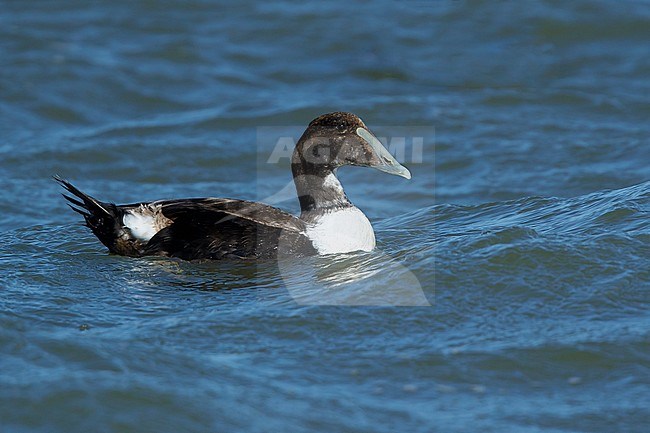 1st winter male Dresser's Eider (Somateria mollissima dresseri) at sea off Ocean County, New Jersey, USA. Swimming in the ocean just off the coast. stock-image by Agami/Brian E Small,