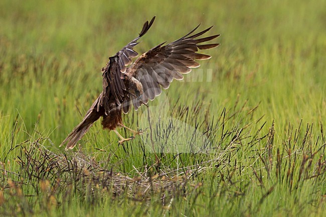 Vrouwtje Bruine Kiekendief in de vlucht met nestmateriaal; Female Marsh Harrier in flight with nesting material stock-image by Agami/Daniele Occhiato,