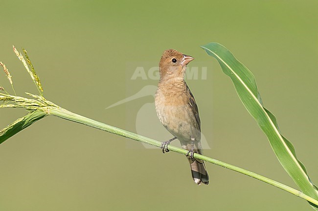 Adult female
Nuevo Leon, Mexico
May 2022 stock-image by Agami/Brian E Small,