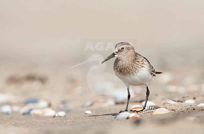 Bairds Strandloper, Bairds Sandpiper, Calidris bairdii stock-image by Agami/Marc Guyt,