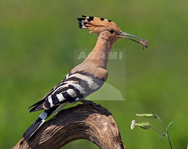 Hop; Eurasian Hoopoe (Upupa epops) Hungary May 2008 stock-image by Agami/Markus Varesvuo / Wild Wonders,