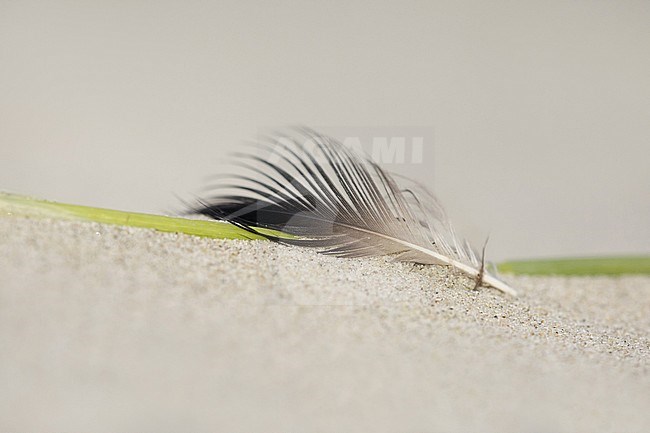 Washed-up bird feather, lying on the beach of the Wadden Island of Terschelling in the Netherlands. Wind blown and sand blasted. stock-image by Agami/Iolente Navarro,