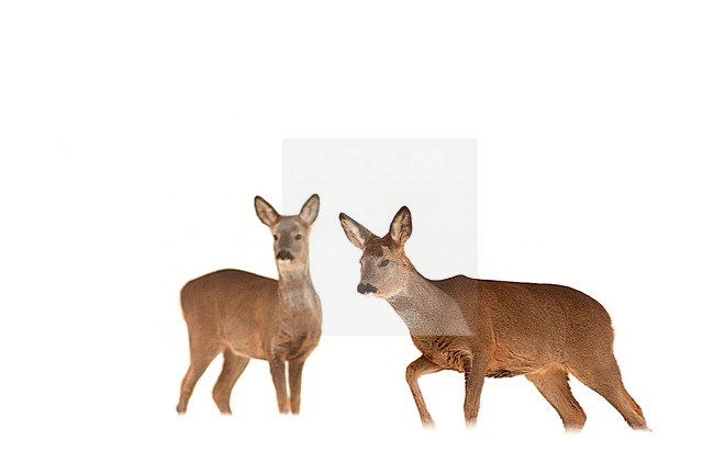 Twee ReeÃ«n staand in de sneeuw; 2 Roe Deers (Capreolus capreolus) standing alert in the snow. stock-image by Agami/Bence Mate,