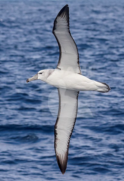 Tasmanian Shy Albatross (Thalassarche cauta) off Australia. Presumed second cycle. stock-image by Agami/Steve Howell,