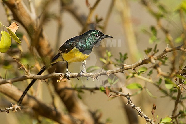 Nile Valley Sunbird - Erznektarvogel - Hedydipna metallica, Oman, adult male stock-image by Agami/Ralph Martin,