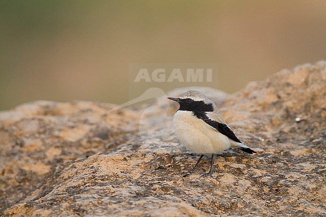 Desert Wheatear - Wüstensteinschmätzer - Oenanthe deserti, Oman, adult male stock-image by Agami/Ralph Martin,