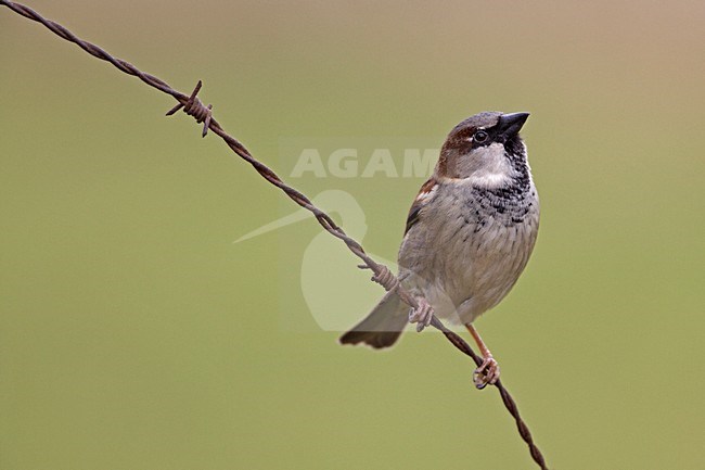 Man Huismus op prikkeldraad; Male House Sparrow on barbed wire stock-image by Agami/Rob Olivier,