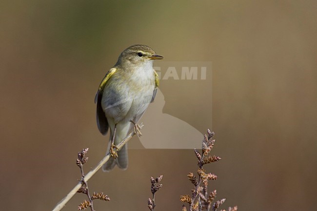 Fitis zittend op een tak; Willow Warbler perched on a twig stock-image by Agami/Arie Ouwerkerk,