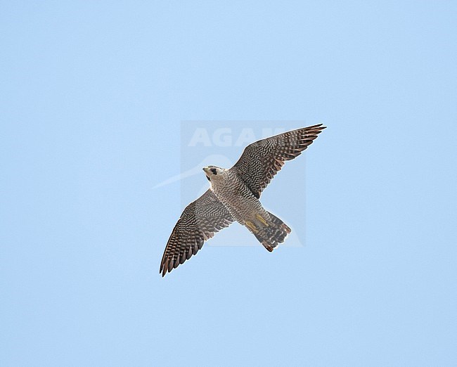 Female, second calendar year Peregrine Falcon (Falco peregrinus) showing underwing stock-image by Agami/Edwin Winkel,