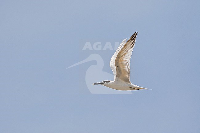 Wintering Cabot's Tern (Thalasseus acuflavidus ) in Costa Rica. stock-image by Agami/Pete Morris,