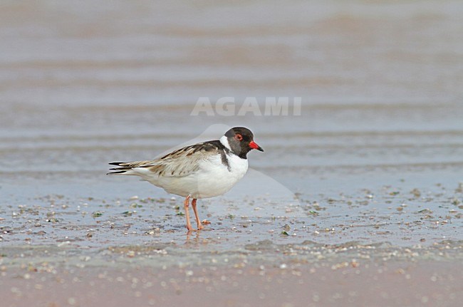 Hooded Dotterel (Thinornis cucullatus) perched on beach stock-image by Agami/Pete Morris,