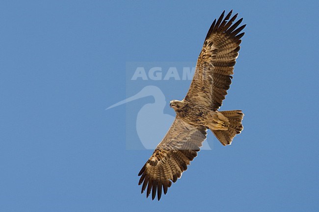 Onvolwassen Keizerarend in de vlucht; Immature Asian Imperial Eagle in flight stock-image by Agami/Daniele Occhiato,