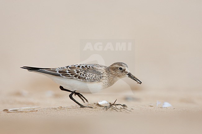 Bairds Strandloper op strand Wassenaar; Baird's Sandpiper on Wassenaar Beach (Netherlands) stock-image by Agami/Menno van Duijn,