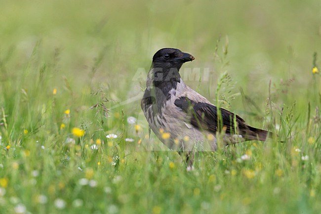 Bonte Kraai; Hooded Crow stock-image by Agami/Daniele Occhiato,