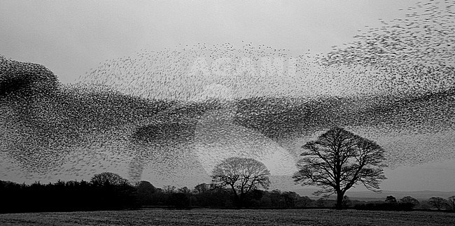 Groep Spreeuwen in vlucht; Flock of Common Starlings (Sturnus vulgaris) in flight stock-image by Agami/Danny Green,