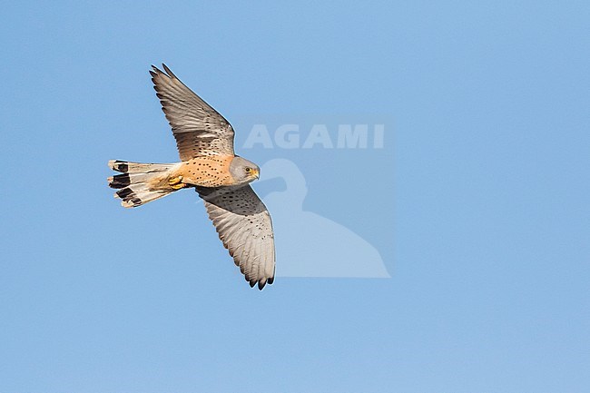 Lesser Kestrel (Falco naumanni) Spain, adult male in flight stock-image by Agami/Ralph Martin,