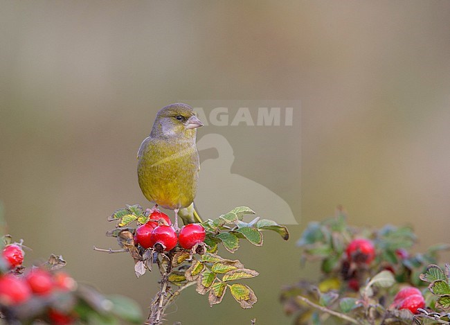 Groenling, European Greenfinch, Chloris chloris stock-image by Agami/Arie Ouwerkerk,