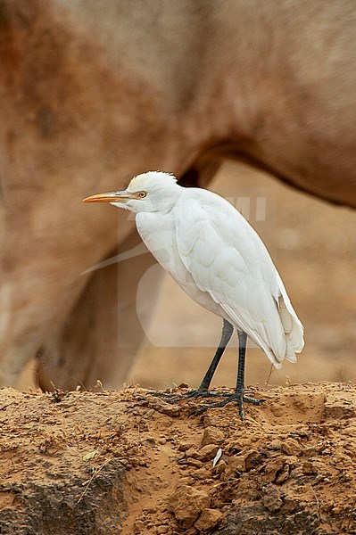 Eastern Cattle Egret (Bubulcus coromandus) standing on a low dike in rural field with holy cow in the background. stock-image by Agami/Marc Guyt,