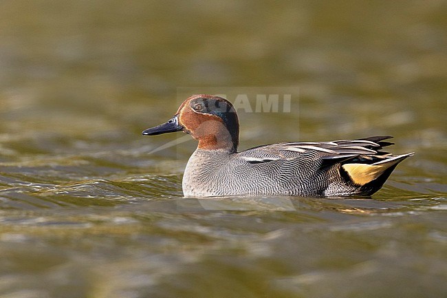 Eurasian Teal (Anas crecca) in Italy. stock-image by Agami/Daniele Occhiato,