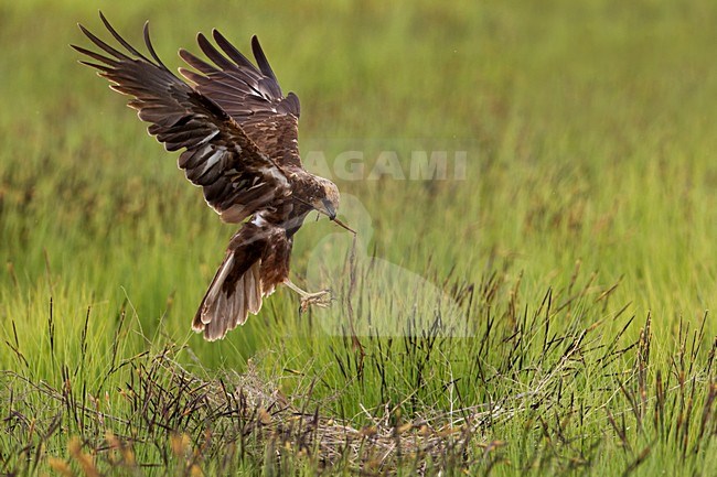 Vrouwtje Bruine Kiekendief in de vlucht met nestmateriaal; Female Marsh Harrier in flight with nesting material stock-image by Agami/Daniele Occhiato,