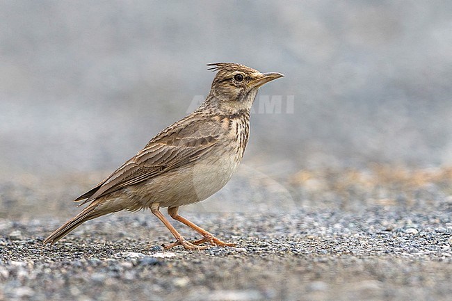 Crested Lark (Galerida cristata neumanni) standing on the ground in Italy. stock-image by Agami/Daniele Occhiato,