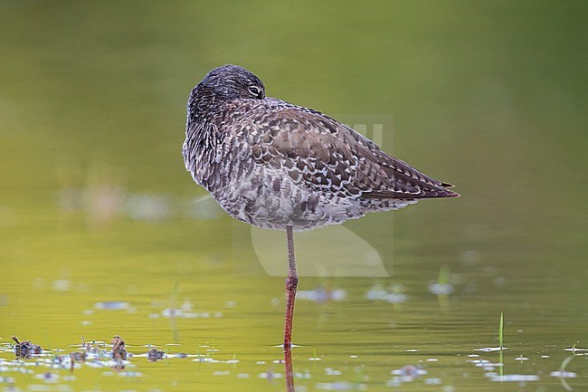 Spotted Redshank, Standing in the water, Campania, Italy (Tringa erythropus) stock-image by Agami/Saverio Gatto,