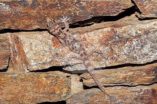 Turkish Gecko (Hemidactylus turcicus) taken the 09/02/2022 at Hyères - France. stock-image by Agami/Nicolas Bastide,