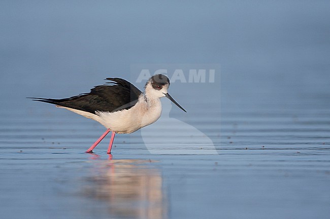 Black-winged Stilt - Stelzenläufer - Himantopus himantopus ssp. himantopus, Spain (Mallorca), adult male stock-image by Agami/Ralph Martin,