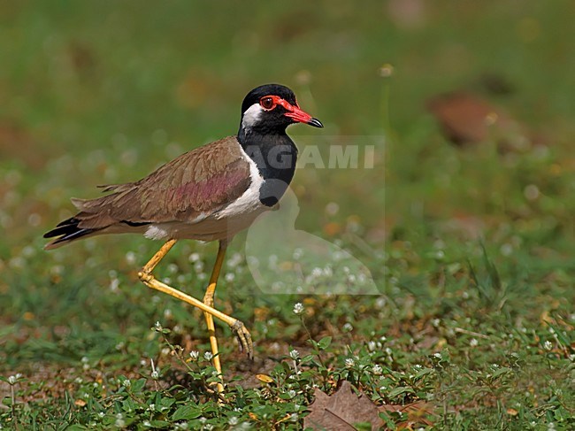 Volwassen Indische Kievit; Adult Red-Wattled lapwing stock-image by Agami/Alex Vargas,