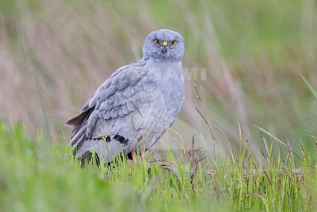 Montagu's Harrier (Circus pygargus), side view of an adult male standing among the grass, Campania, Italy stock-image by Agami/Saverio Gatto,