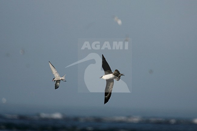 Lichte fase Kleine Jager jagend op Noordse Stern; Light morph Parasitic Jaeger chasing Arctic Tern stock-image by Agami/Menno van Duijn,