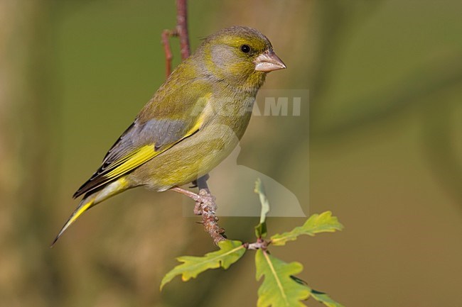 Mannetje Groenling op een tak; Male European Greenfinch perched on a branch stock-image by Agami/Daniele Occhiato,