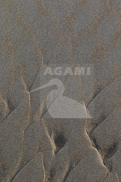 Sand structures at the beach stock-image by Agami/Wil Leurs,