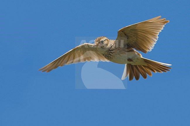 Veldleeuwerik tijdens zangvlucht; Eurasian Skylark in song flight stock-image by Agami/Daniele Occhiato,