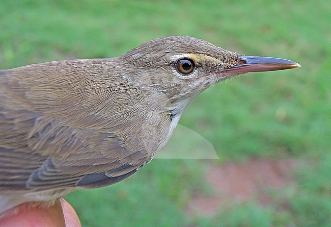 Basra reed warbler (Acrocephalus griseldis) trapped stock-image by Agami/Pete Morris,