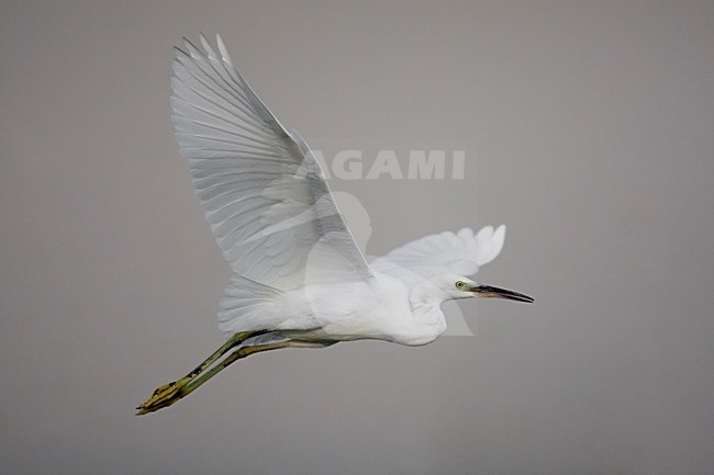 Kleine Zilverreiger in de vlucht; Little Egret in flight stock-image by Agami/Daniele Occhiato,