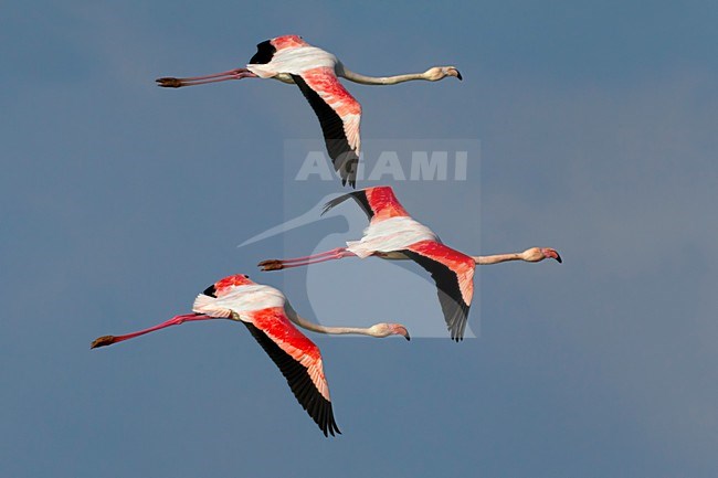 Flamingo\'s in de vlucht; Greater Flamingos in flight stock-image by Agami/Daniele Occhiato,