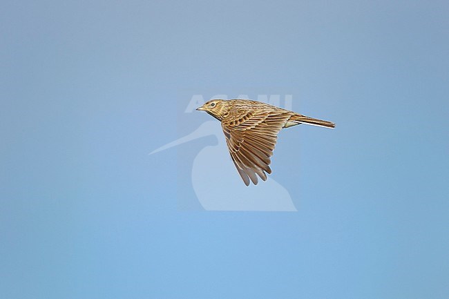 Eurasian Skylark (Alauda arvensis) in flight against a blue sky as a background. stock-image by Agami/Ran Schols,